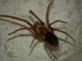 /album/arachnida/loxosceles-laeta-1-jpg/